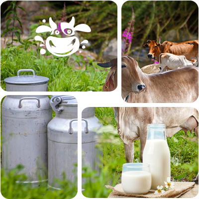 cow-milk-product-specification-image